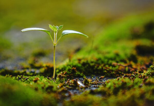 Small Wins, Big Growth